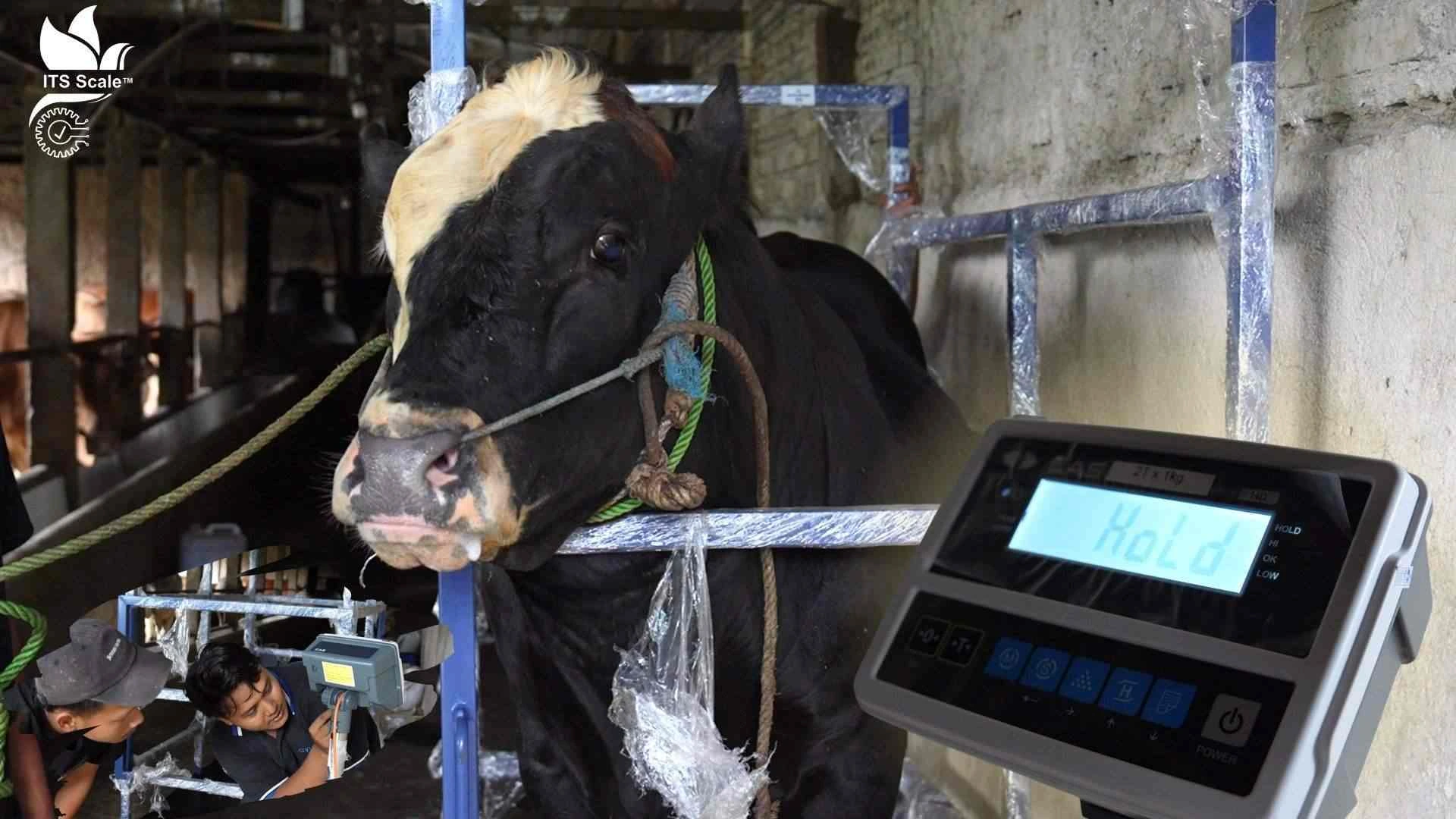 Solusi Timbangan Animal Scale Custom untuk Peternakan Modern